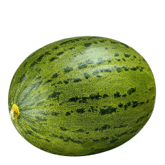 Melão Sapo KG