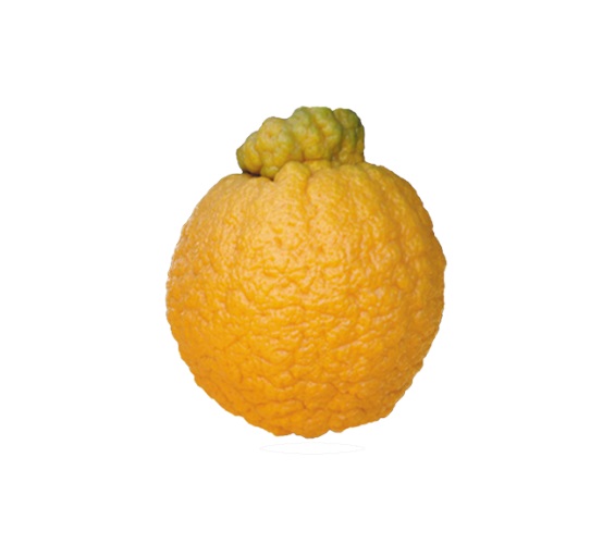 DEKOPON