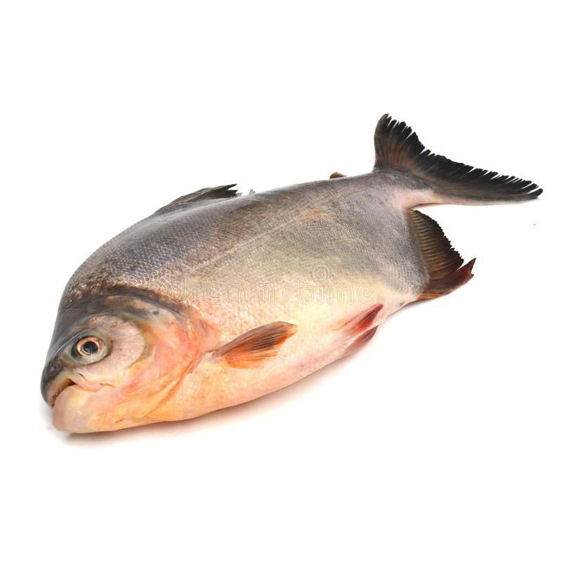 Peixe Tambaqui Descamado