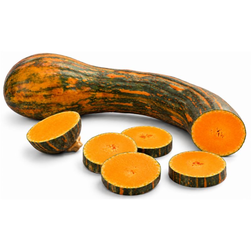 ABOBORA GIGANTE