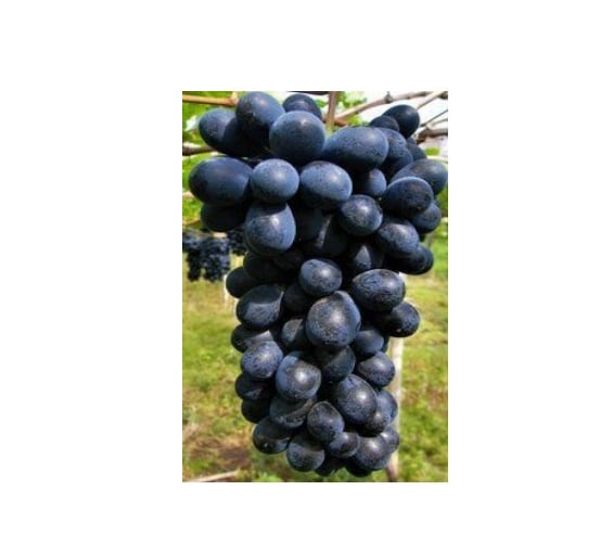 Uva Núbia Kg